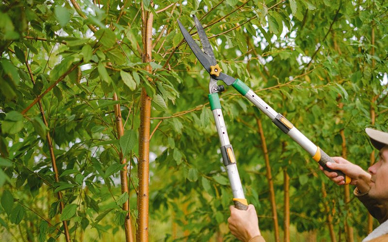 Tree trimming in Edgemont, SD
